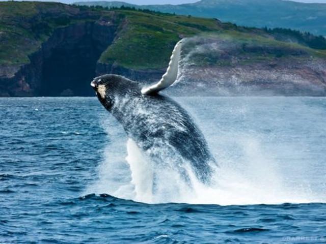 海滩宾馆逃生